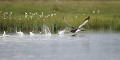 Dans sa course d'élan pour décoller, le plongeon marche sur l'eau.... plongeon catmarin 