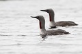 Mis en alerte par le passage d'un autre adulte, les deux parents patrouillent sur la mare plongeon catmarin 