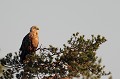 La nuit, aussi courte soit-elle, a été fraîche. Le pygargue se réchauffe aux premiers rayons de soleil  