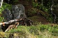 Pendant un affût au glouton, une renarde nous rend visite  