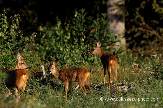 Chevrette en famille