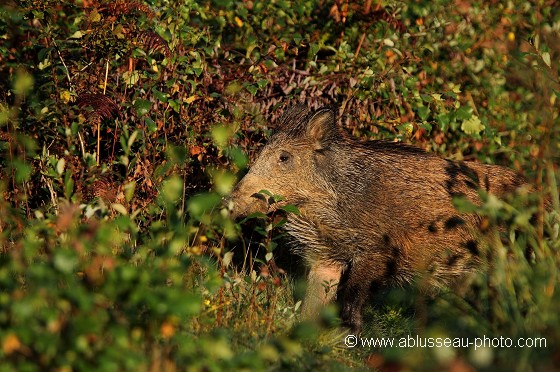 Sanglier furtif