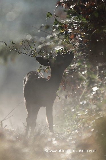Petit déjeuner dans la brume