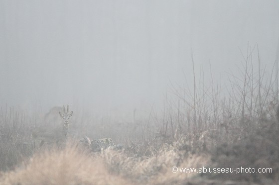 Fantôme dans la brume