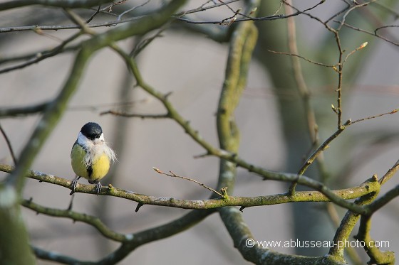 Mésange à moustaches !