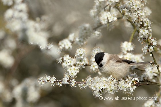 Nonnette en fleurs
