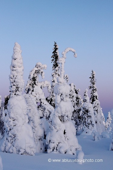 Arbre de Noël