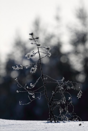 Le petit pin