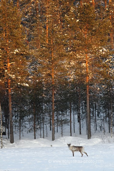 Dans un champ de neige
