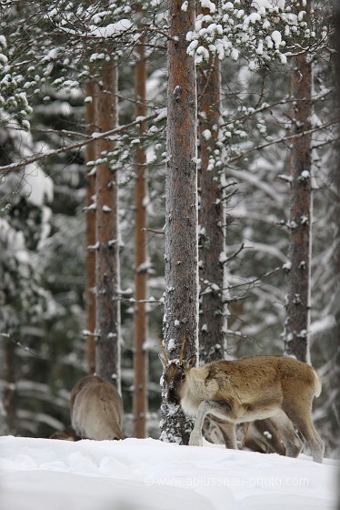 Chasse-neige