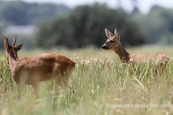Le temps du rut