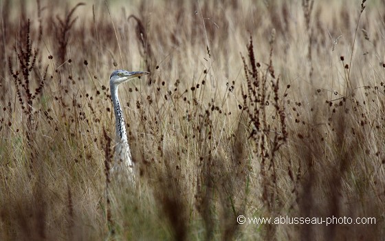 Héron cendré en chasse dans une prairie