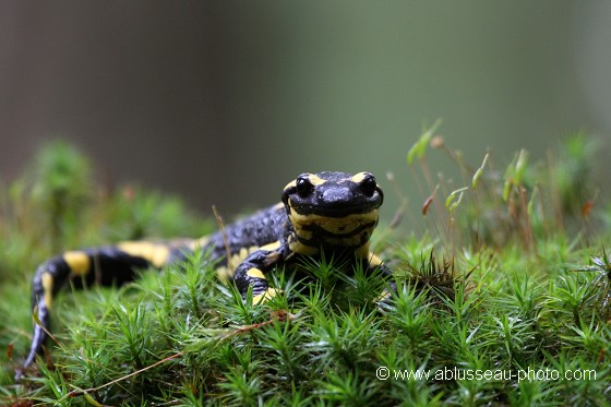 Salamandre tachetée