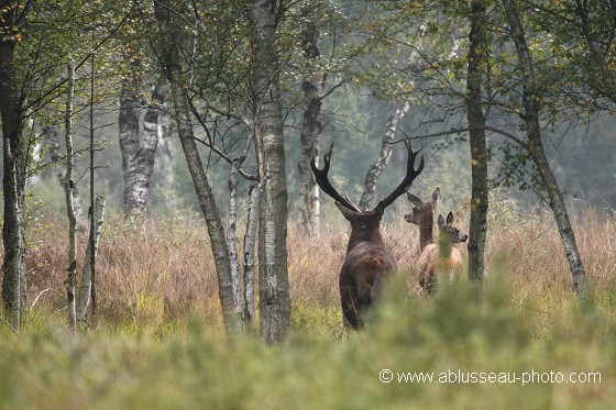 Le temps des cerfs