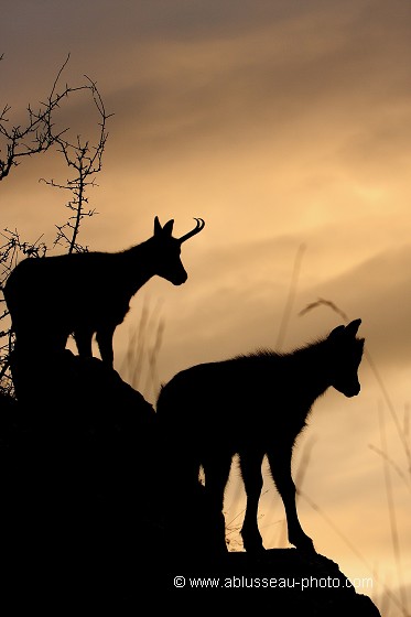 Contre-jour sur chamois