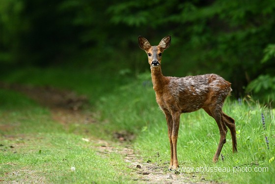 la belle sur le chemin