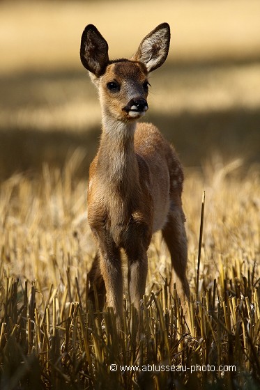 Bambi dandy