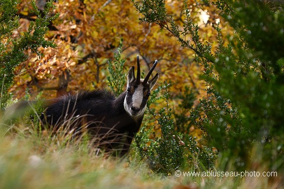 Chamois en rut