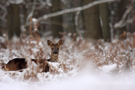 Jours de neige