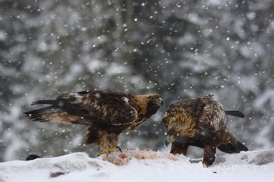 Déjeuner sous la neige pour deux aigles royaux