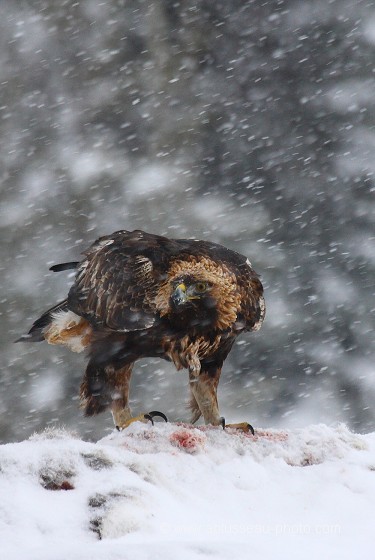 Averse de neige