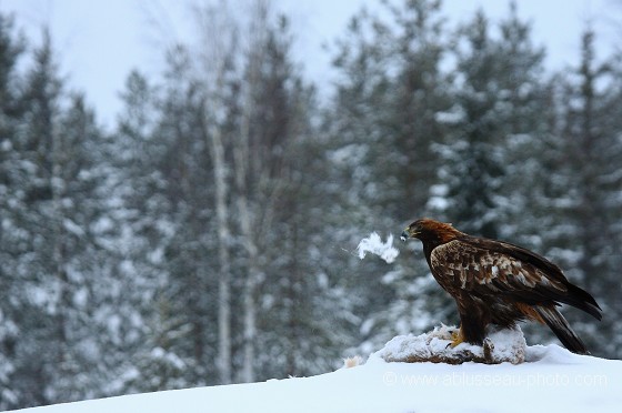 Flocons de lièvre
