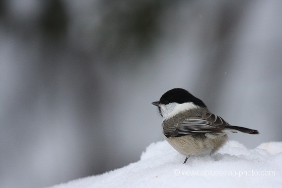 Boule de plumes sur la neige