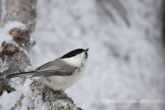 Mésange givrée