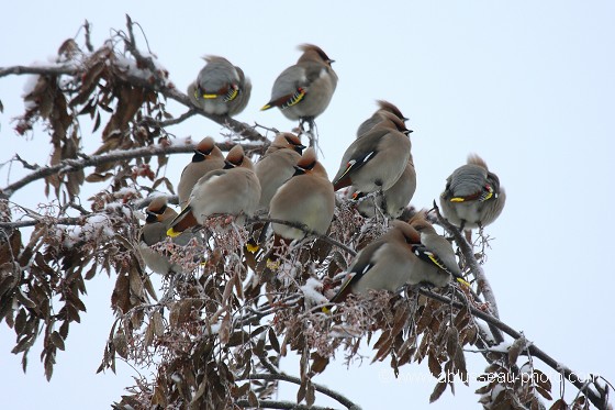 Grappe de jaseurs