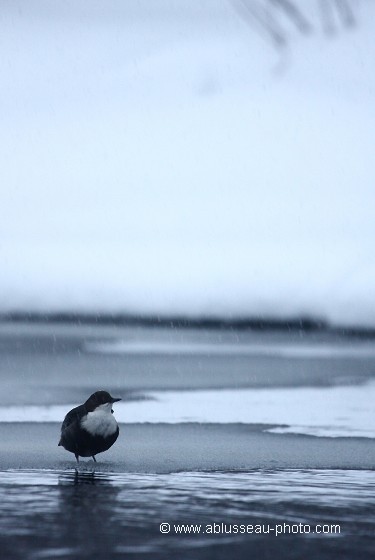 Boule de plumes sur la glace