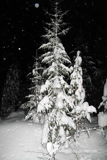 Arbre de Noël