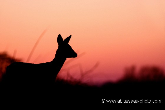 Chevrette au crépuscule