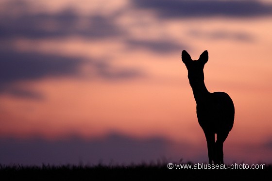 Rêverie au crépuscule