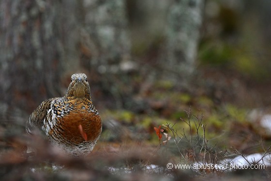Poule à la mode forestière