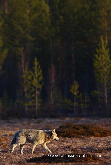 Un loup passe