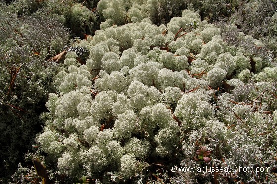 Tapis de lichen
