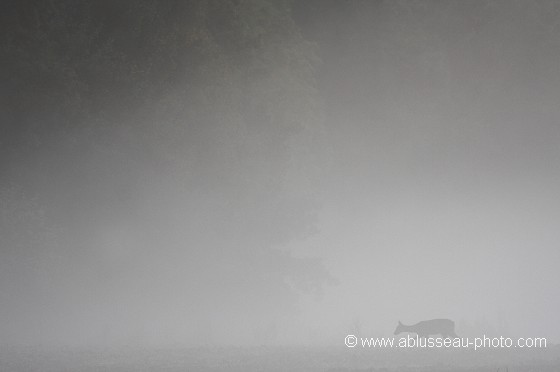 Chevrette dans la brume