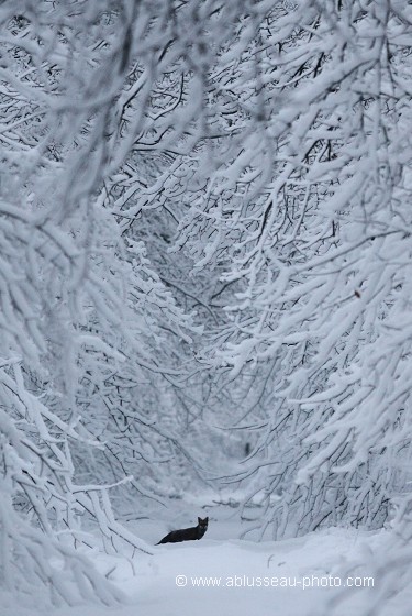 Maître renard sur un manteau blanc