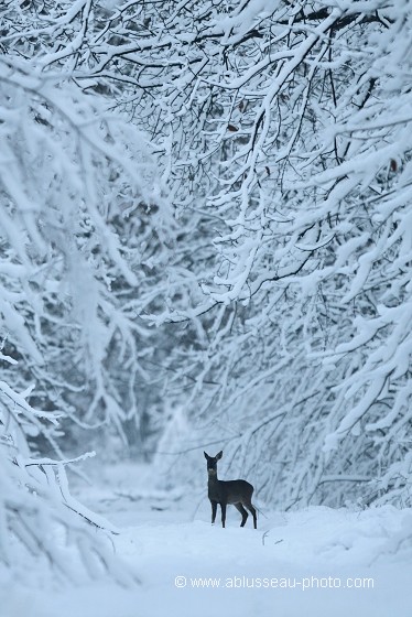 La forêt enchantée