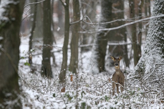 Jours de neige