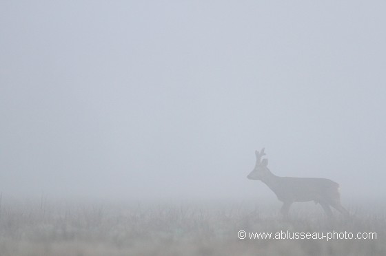 Du velours dans le brouillard