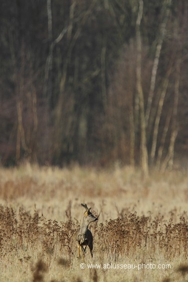 Brocard aux aguets