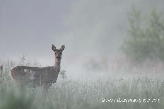 Rondeurs dans la brume