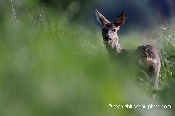 Chevrette dans la verdure