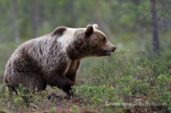 Ours furtif